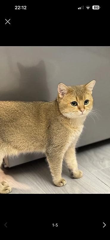 Balıqlar: Qızıl şinşilla — 3