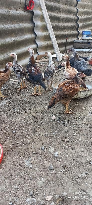 barter toyug: Təmiz qan daş pipik və badam pipik heyratı fərə və beçələr.Unvan — 9