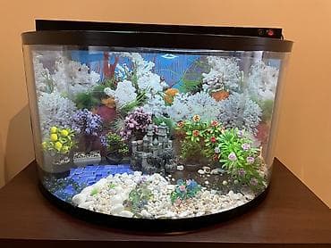 krab: Yarımoval formalı dekorativ akvarium — 4