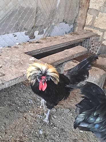 hind qusu satisi: Toyuq, Damazlıq — 3