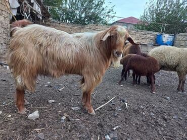 bmw 1 серия m135i at: Самец, Alpine, лет: 1, 60 кг, Для разведения, Самовывоз — 1