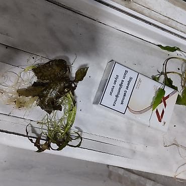 akvarium satisi: Akvarium bitkileri satilir ve ya barter olunur — 6