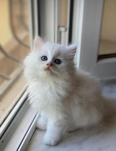 Akvariumlar: Fars — 5