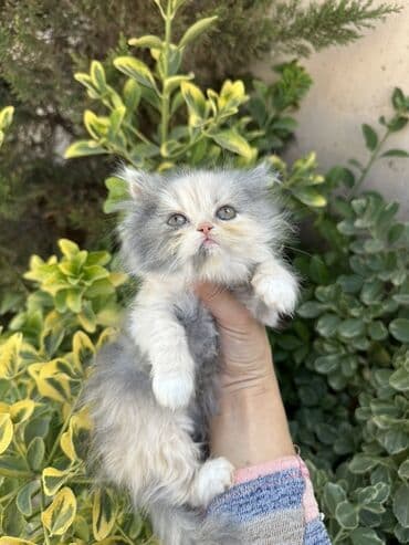 золотая шиншилла котенок: Fars — 5