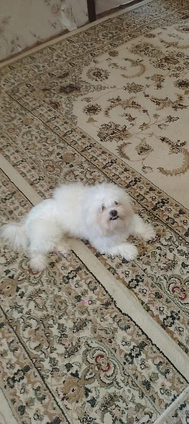 it pitbul: Malta bolonka — 3