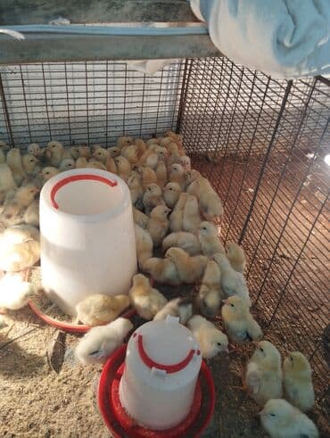 salam ala keci balasi: Toyuq, Damazlıq, Ünvandan götürmə, Ödənişli çatdırılma, Rayonlara çatdırılma — 5