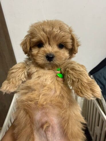 it etibarli: 2 ay, Erkek, Peyvəndli, Ünvandan götürmə — 8