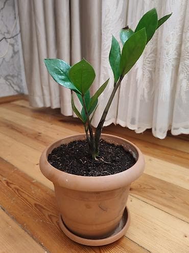 dibçek: Zamiokulkas (ZZ plant) – dekorativ ev bitkisi - Növ: Zamioculcas — 3