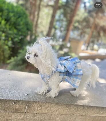 pişik satişi: Malta bolonka — 5