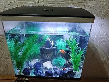 it dami satilir: Salam zavod akvarium sensirli işıq rengin dəyişir su qızdırıcı Atman — 2