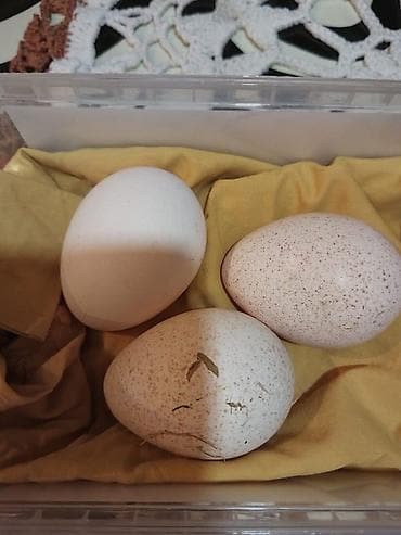 Hiduşqa yumurtası satlr növ Kanada broze tam mayalı ünnan maşdaqa