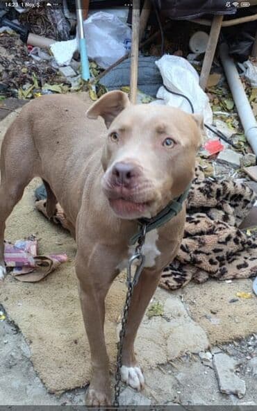 it satılır: Pitbul, 1 ay, Dişi, Peyvəndli, Ödənişli çatdırılma — 2