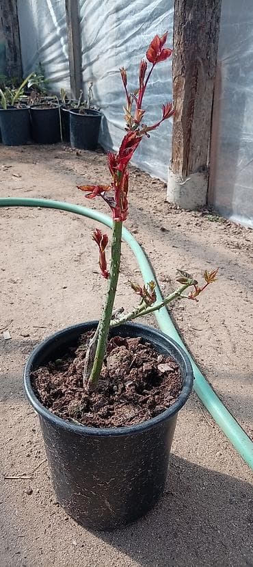 gul ağacı: Qızılgül fidanları – qablarda • Növ: peyvənd olunmuş qızılgül kolları — 7