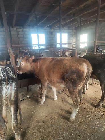 pitbul satisi: Satılır: cins danalar dişi danalar kom satılır alverçi malı deyil — 8