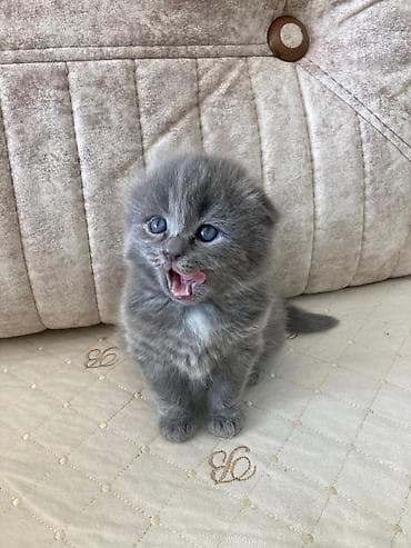 ov iti satisi: Boz tüklü balaca pişik balası - Növ: Ev pişiyi (balaca) - Rəng — 1