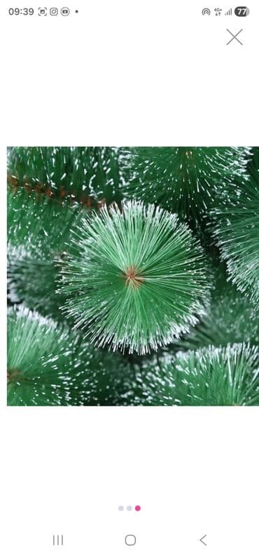 yolka qiymetleri 2021: 60 cm Qarlı-6. Sadə 6 azn 90 cm Qarlı 10 sadə 9 azn 110 cm — 4