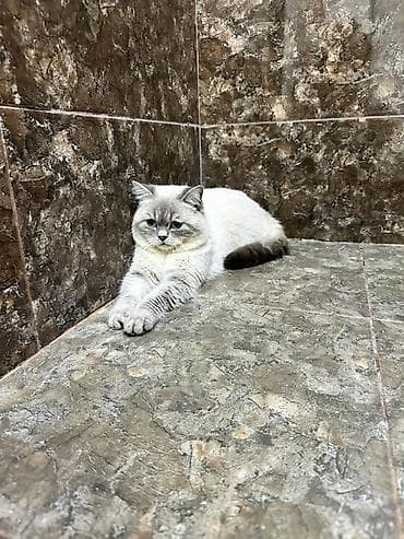 Gəmiricilər: Britan — 4