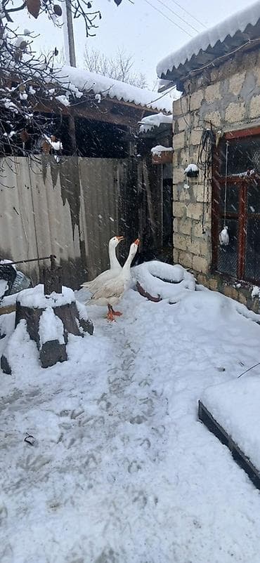 Ağ 2 ədəd qaz cütü 80 azn 4-5 kq çəkiləri var