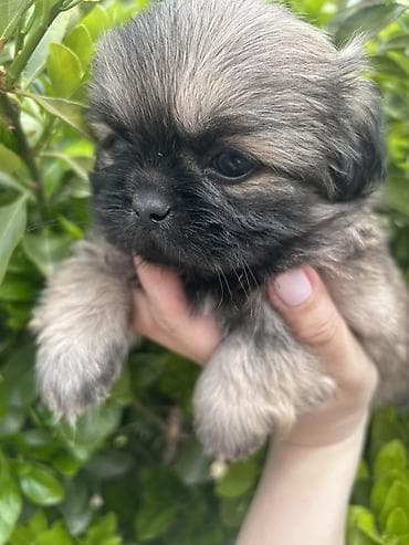 Pekines, 2 ay
