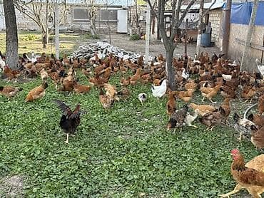 toyuq cinsleri: Təbii şəraitdə saxlanılan kənd toyuqları - Açıq havada, geniş həyət — 3