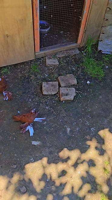 ucuz quzular: Qiyemt 3 aidir - Növ: bəzək məqsədli ev göyərçinləri (fantail tipli — 4