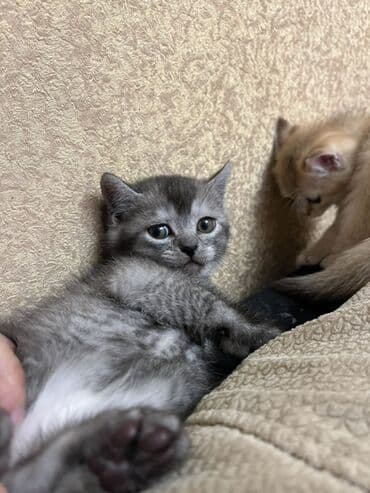 tovuz quwu: Oglandi 15.11.25 dogulub. Qum terbiyesi yeme oyredilib — 2