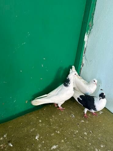 pulsuz heyvanlar verilir: Göyərçinlər – dekorativ növ - Şəkillərdə 3 ədəd dekorativ göyərçin — 3