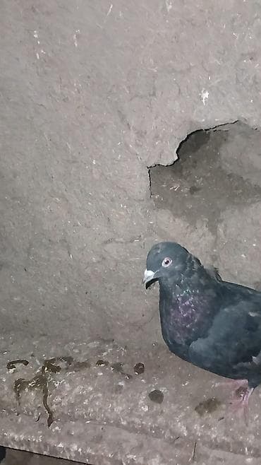 Balıqlar: Kömür qara dişi 5 manata satılır. Ağı yoxdur kömür qaradı. Ünvan — 5