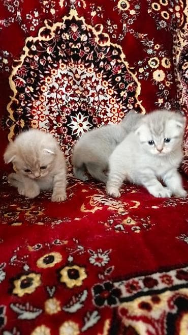 erkey pisik adlari: Britan — 8