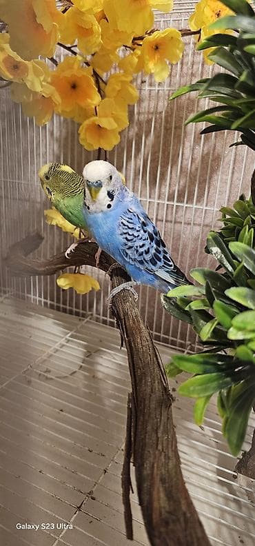 Pişiklər: Hazır cüt valnist satılır qızğın quşdardı yuva tax bala al cütü 30 m — 3