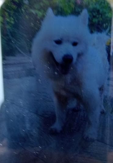 İtlər: Samoyed, 1 il, Erkek — 2