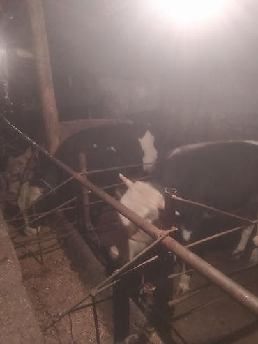 simental inek qiymeti: Inəklər, öküzlər — 3