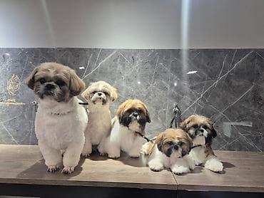 it sahiblendirme: Shi-tsu, Peyvəndli — 1