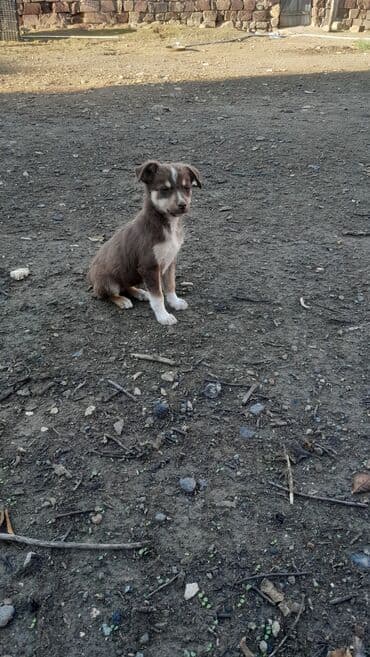 golden retriever balası satılır: 6 ay, Erkek, Ünvandan götürmə — 3