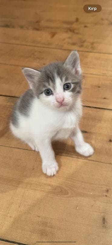 bala pişik pulsuz: Erkək, Dişi, Yaxşı əllərə — 2