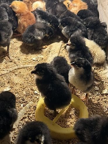 brama satisi: Toyuq cücələri, Damazlıq — 3