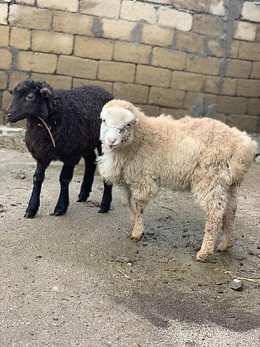 diri quzu: Məhsul: Qoyun quzuları (2 ədəd) Təsvir: - Şəkillərdə iki quzu təqdim — 2