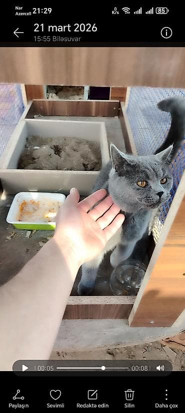 azerbaycanda it adlari: Şotland, Erkək, Pulsuz çatdırılma — 2