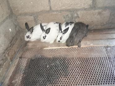 iri buynuzlu heyvanlar: 5 edeti 4disi di bogasdi bir ekedi 75m. qimet sondu — 4