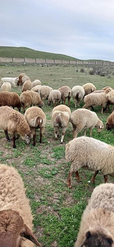 edilbay qoyunu: Erkək, il: 5, 30 kq, Ətlik, Ödənişli çatdırılma — 5