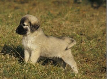 Lüğətlər: Peyvəndli — 1