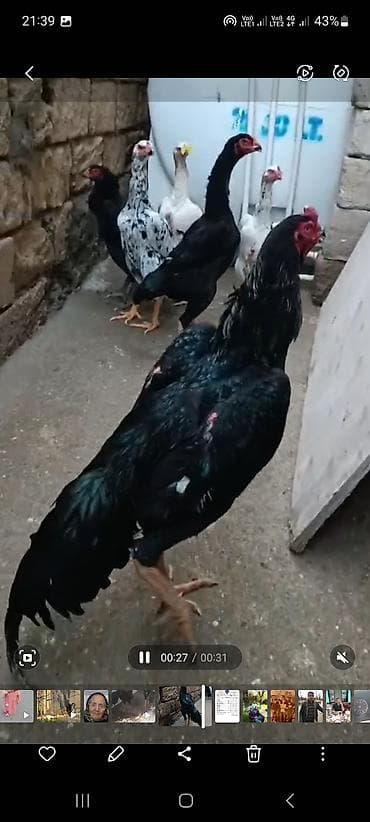 Satılır: o şamonun yumurtası var qara rəngdədir isdəyən — 1