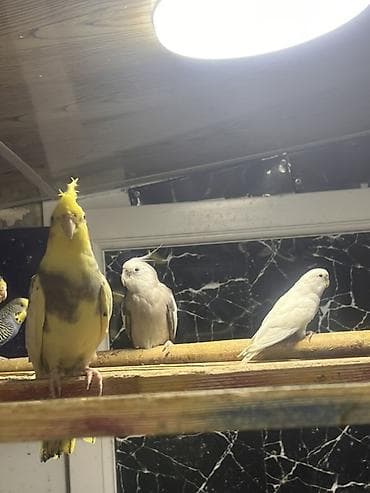 oğlan tutuquşu adları: Korella hazir 30 man
Vlnist 10 man
topdan 6 man — 1