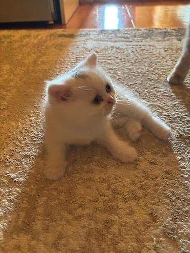 Şotland, Dişi, Yaxşı əllərə