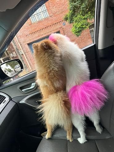 Şpitz, 2 ay, Erkek, Peyvəndli, Pulsuz çatdırılma, Rayonlara çatdırılma