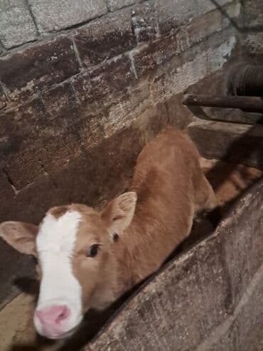 Akvariumlar: Dana, buzov, Erkək, Simental, ay: 5, Damazlıq — 1