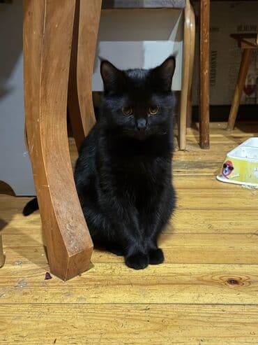 wotland pişiyi: Dişi, Yaxşı əllərə, Ünvandan götürmə — 3