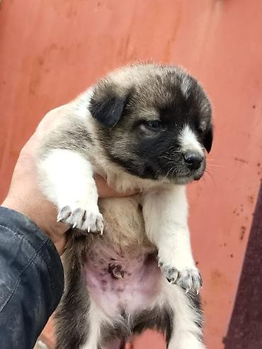 Digər heyvanlar: Qurdbasar, Erkek, Ödənişli çatdırılma — 3