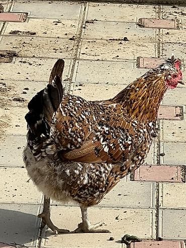 Digər heyvanlar: Toyuq, Yumurtalıq — 3