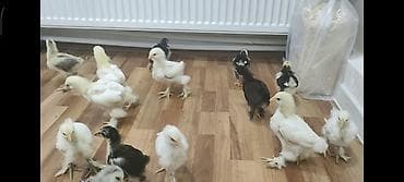 Cücələr: Toyuq cücələri, Ətlik — 4